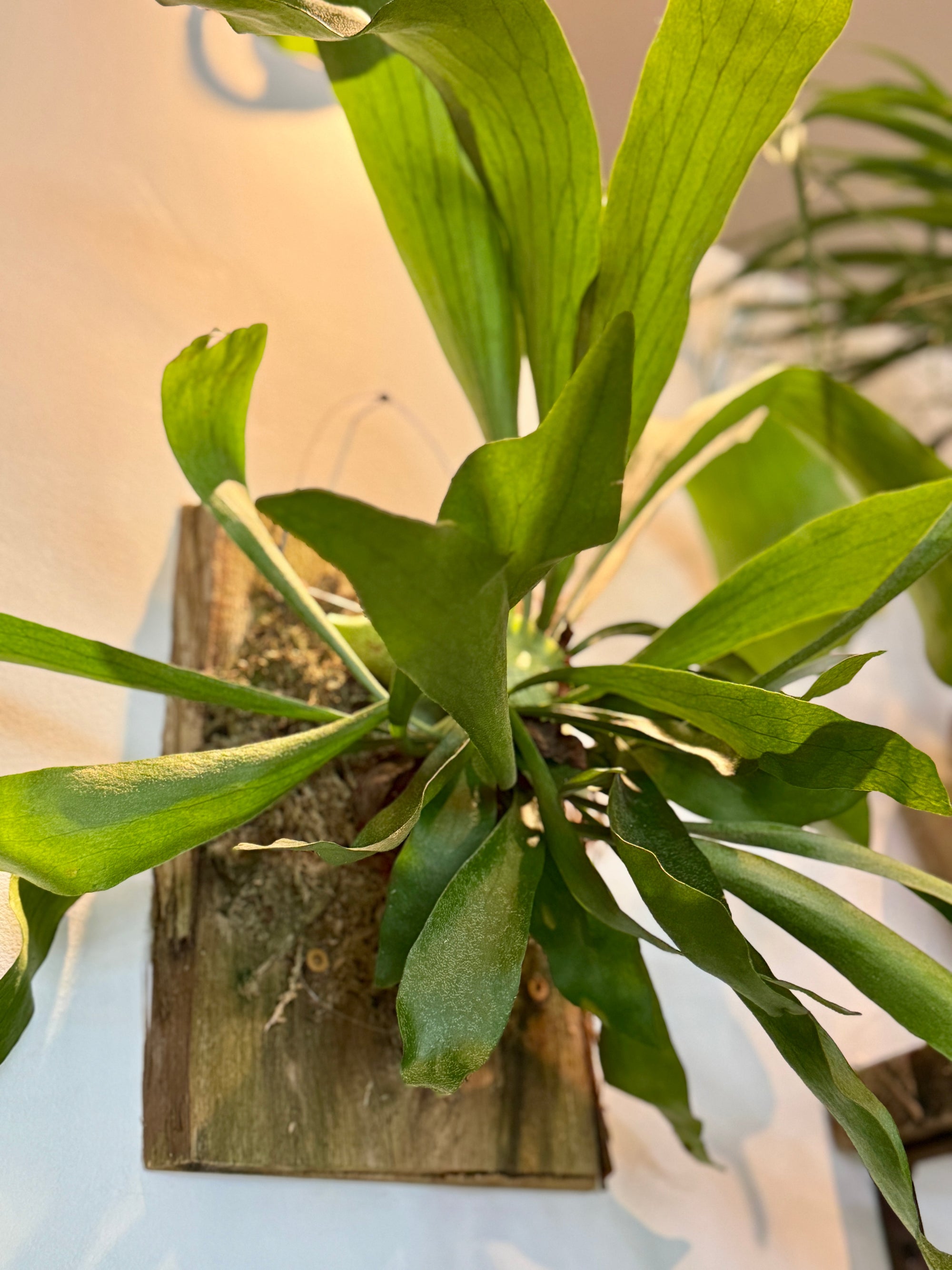 Staghorn Fern Wall Art