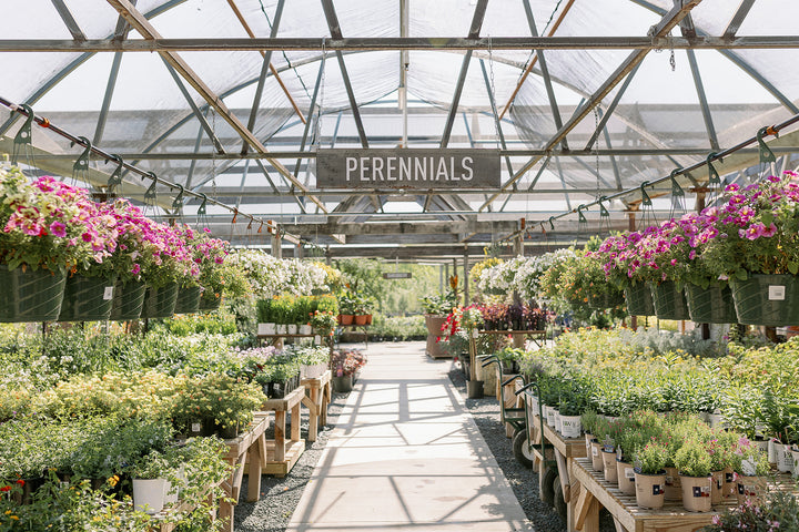 Perennials