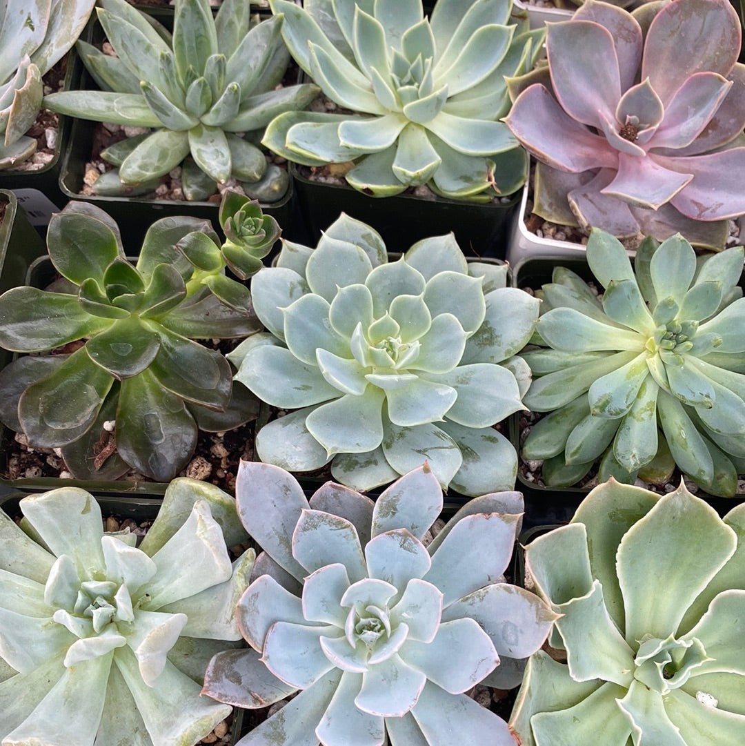 Succulents