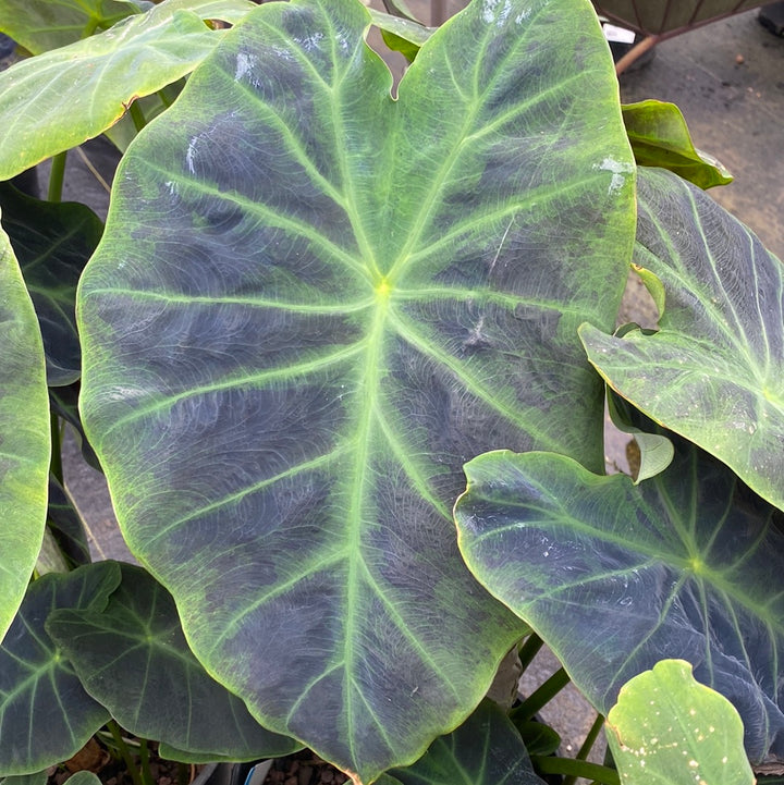 Elephant Ears