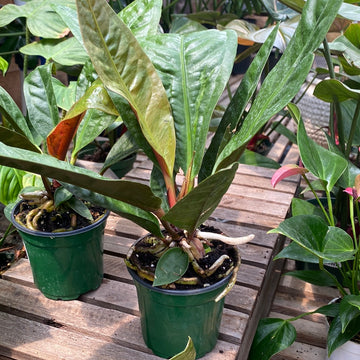 Anthurium Superbum 4"