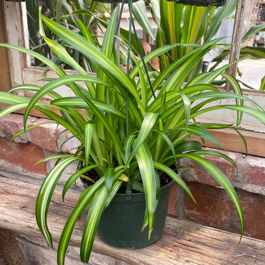 Spider Plant Hanging Basket 6"