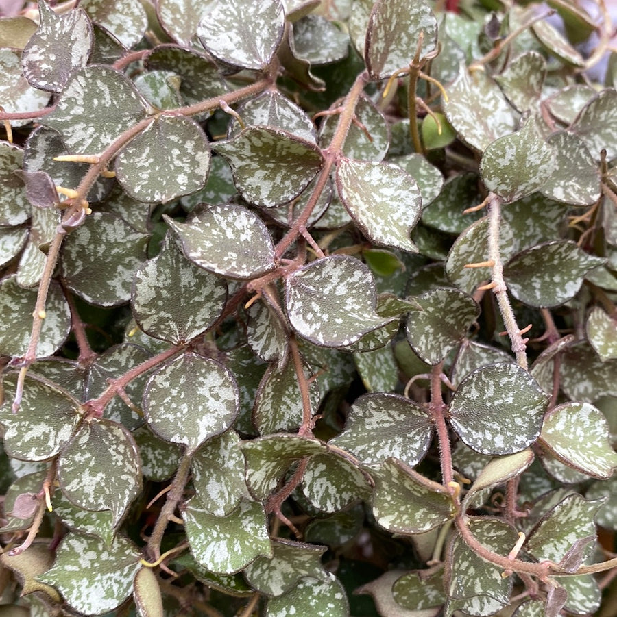 Hoya Curtisii 6" Hanging Basket