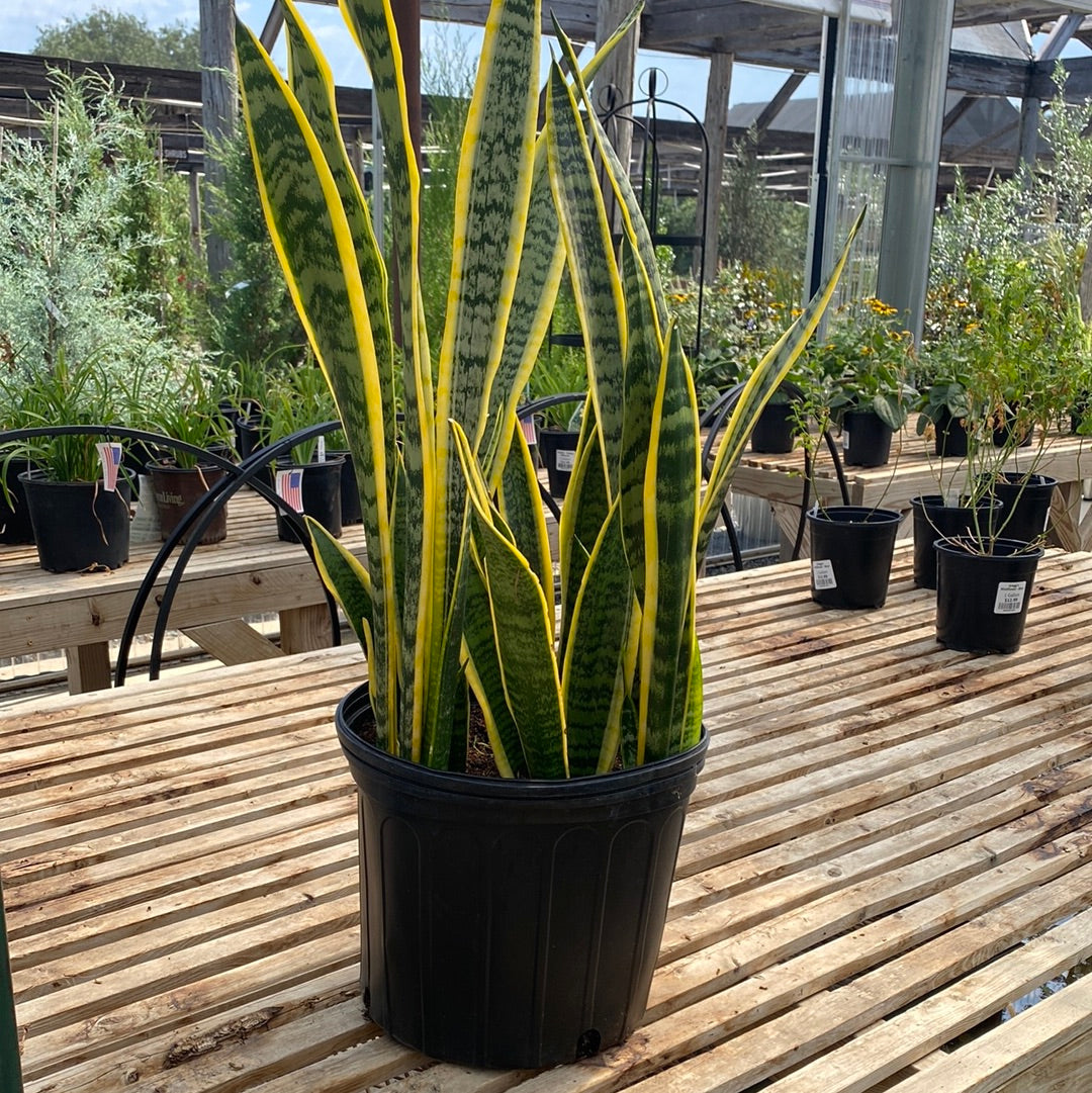 Sansevieria Laurentii