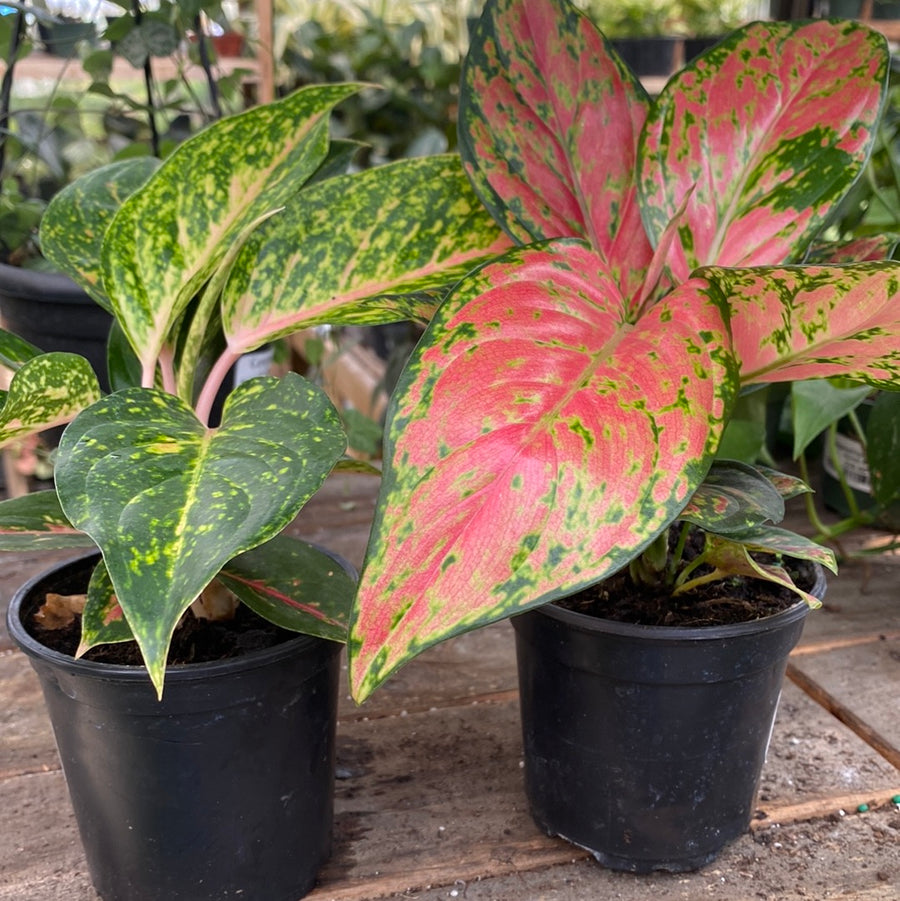 Aglaonema 4"