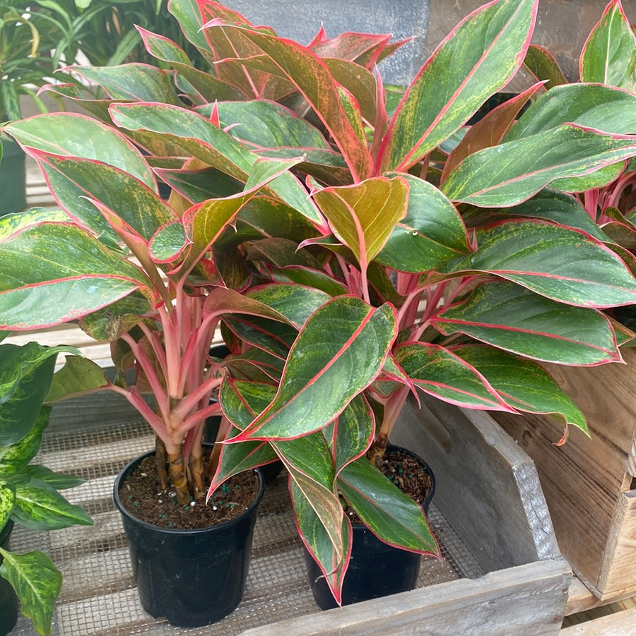 Aglaonema 4"