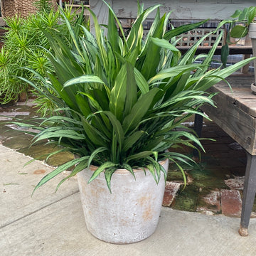 Aglaonema Cutlass 8"