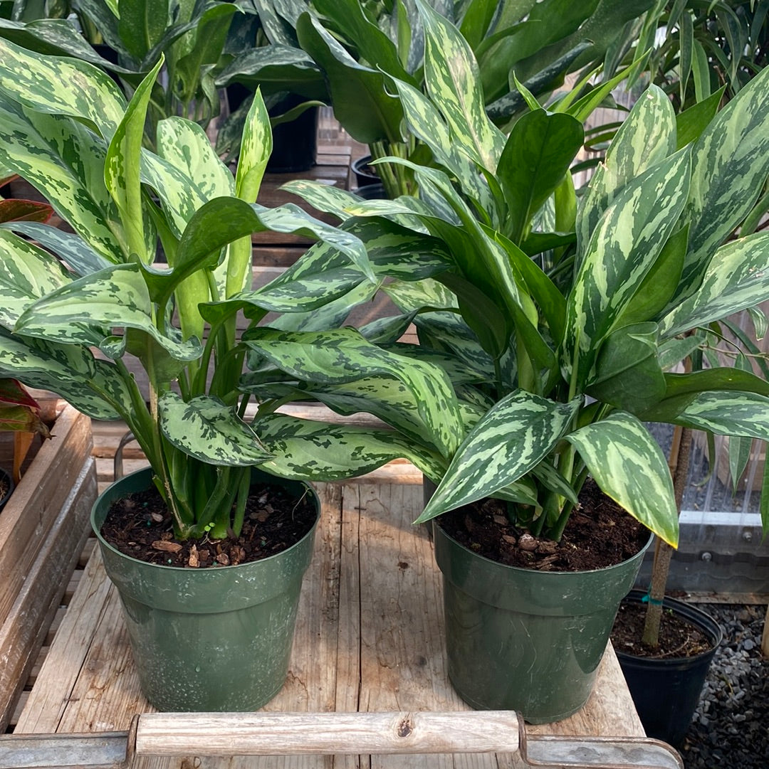 Aglaonema Romeo 6&quot;