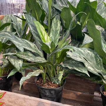 Aglaonema Shades 6"