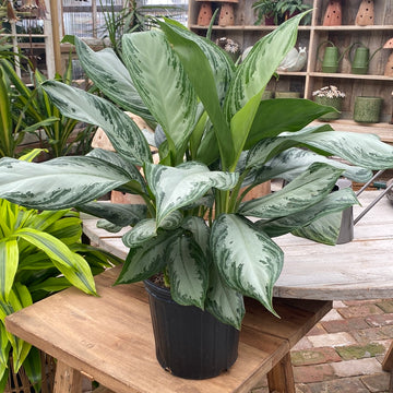 Aglaonema Silver Bay 8"