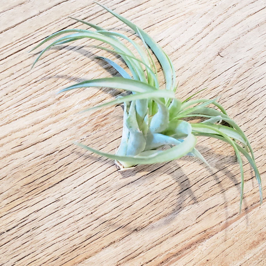 Air Plant Medium