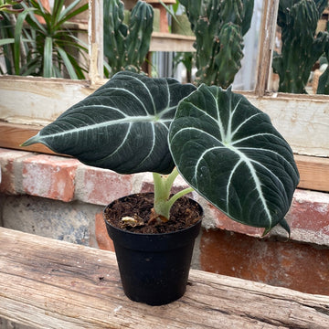 Alocasia Black Velvet 4"