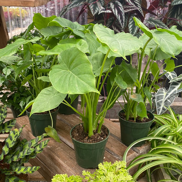 Alocasia Gageana 4"