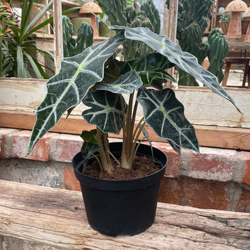 Alocasia Polly 6"