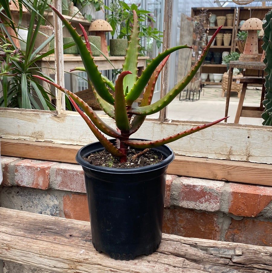 Aloe Cameronii 6"