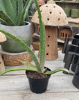 Aloe Vera 4"