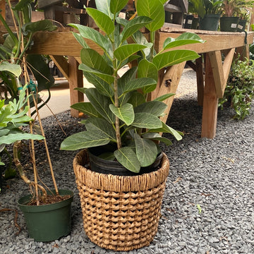 Ficus Audrey Bush 10"