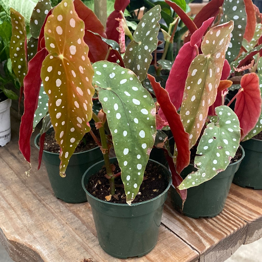 Begonia Maculata 4"