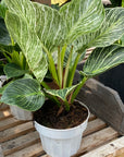 Philodendron Birkin 6"