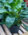 Philodendron Birkin 6"