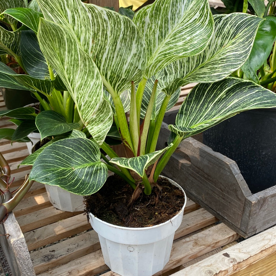 Philodendron Birkin 6"