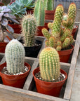 Cactus Assorted 4"