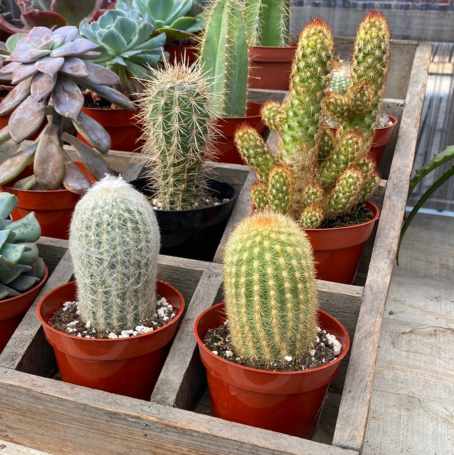 Cactus Assorted 4"