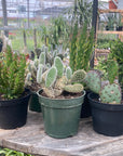 Cactus Assorted 4"