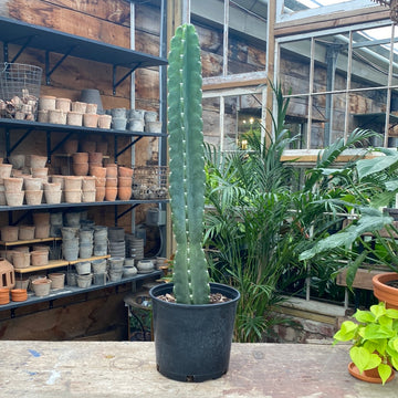 Cactus Cereus 10"