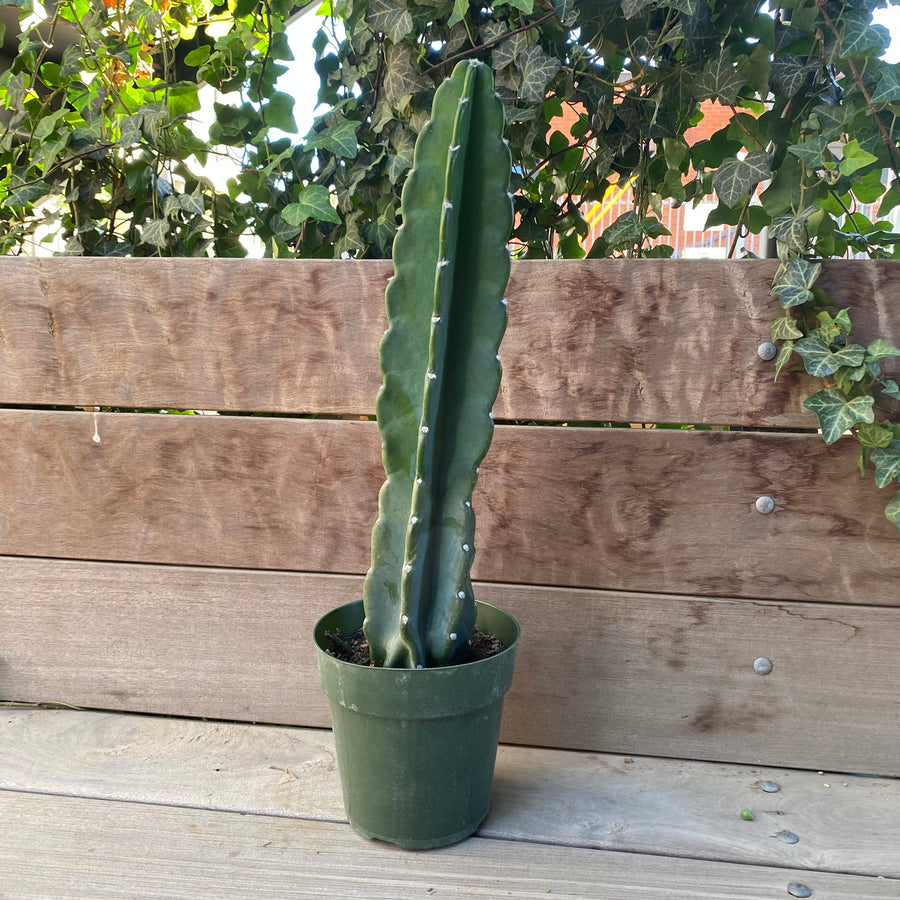 Cactus 6"