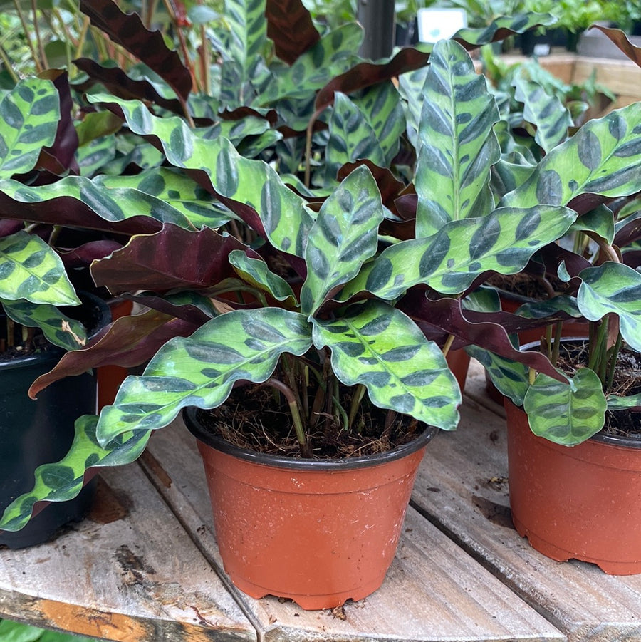 Calathea Rattlesnake 4"