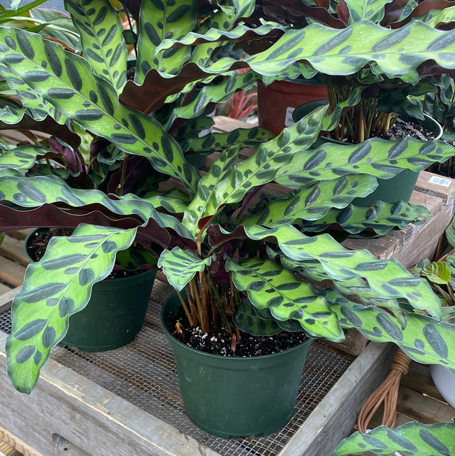 Calathea Rattlesnake 6"