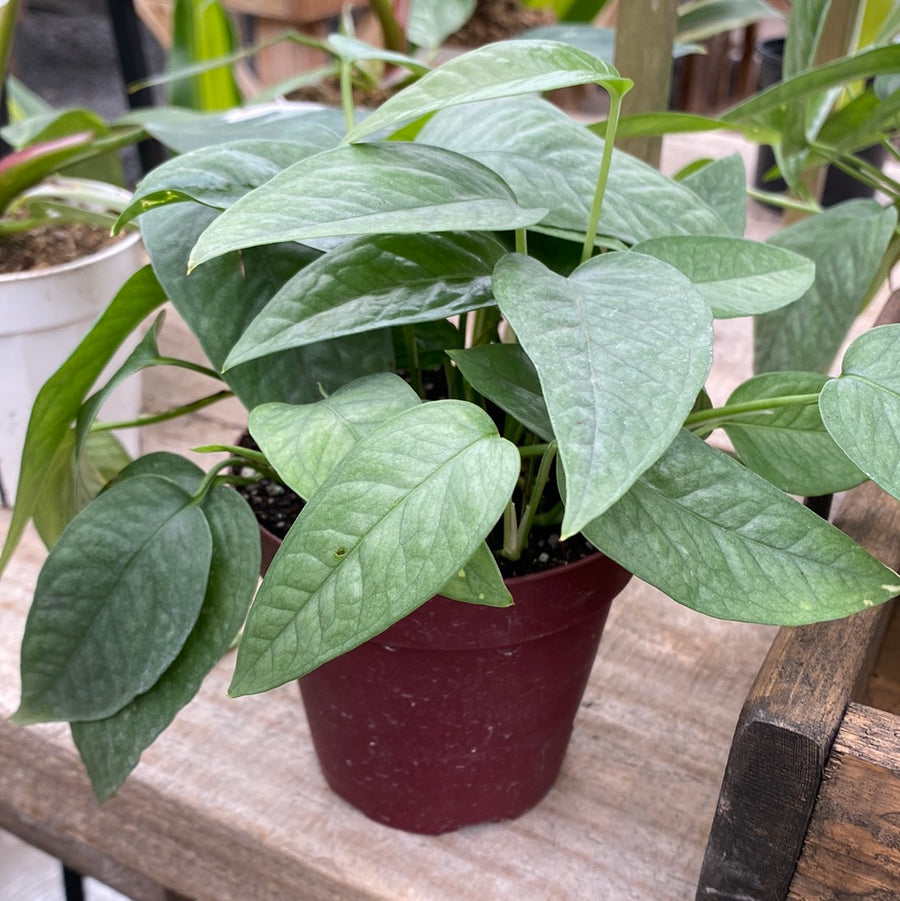 Cebu Blue Pothos 4"