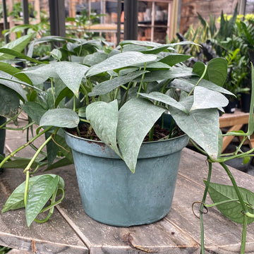 Cebu Blue Pothos 6"