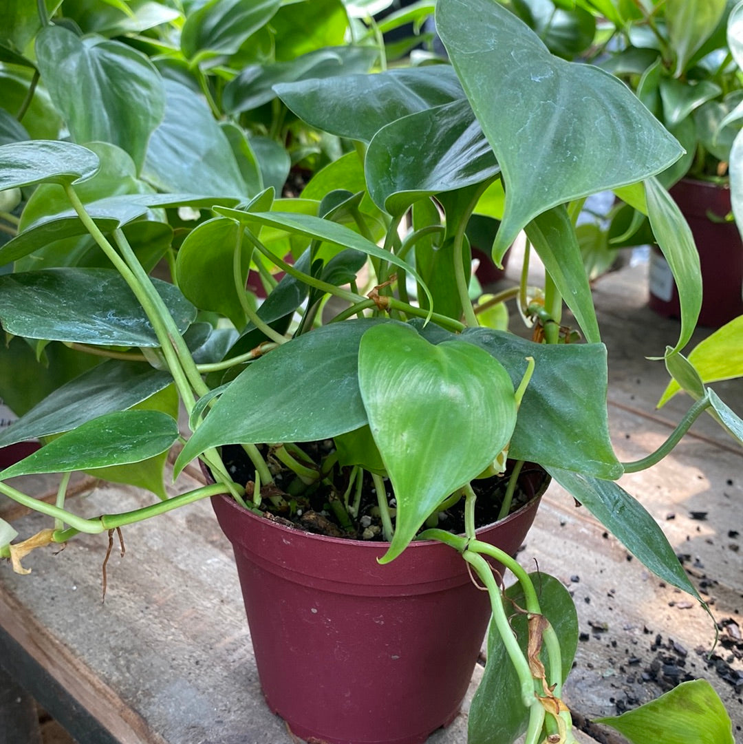 Philodendron Cordatum 4&quot;