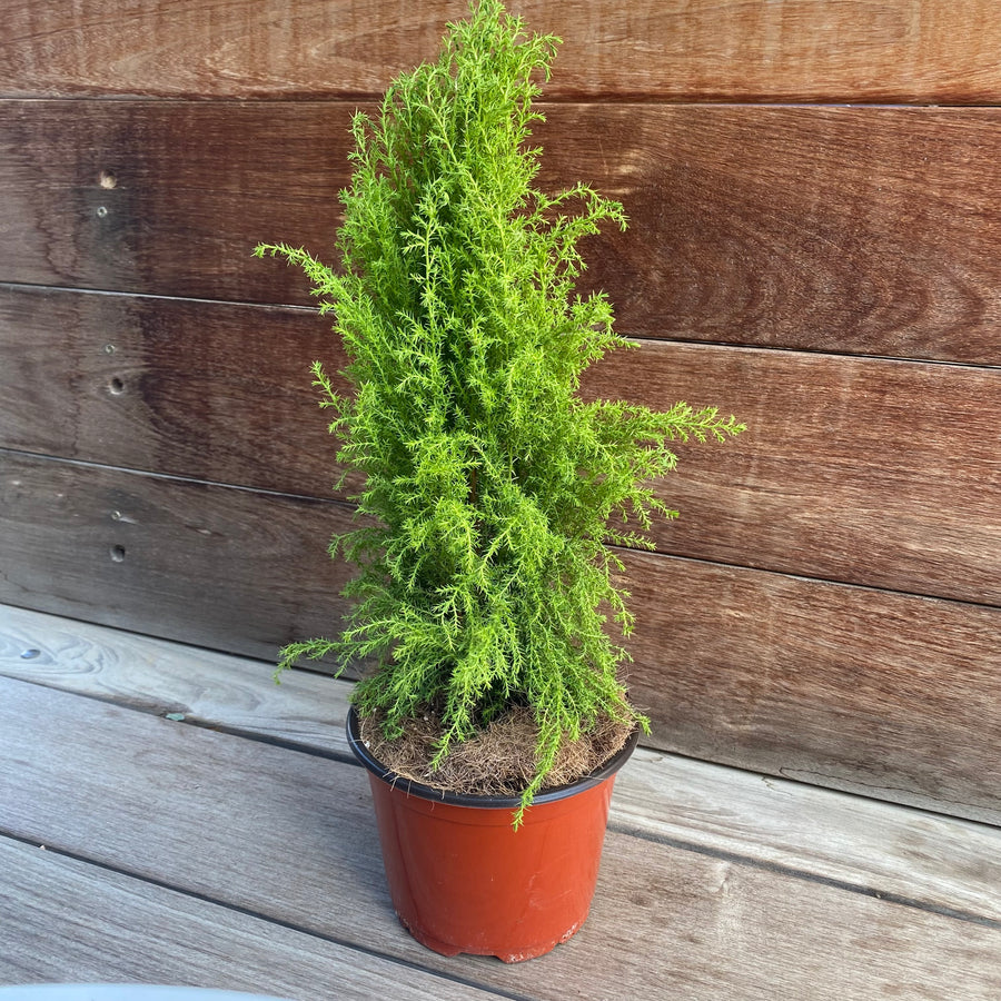 Cypress Goldcrest Cone 6"