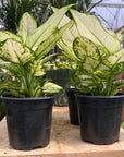 Dieffenbachia 4"