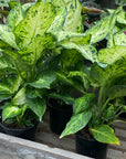 Dieffenbachia 4"