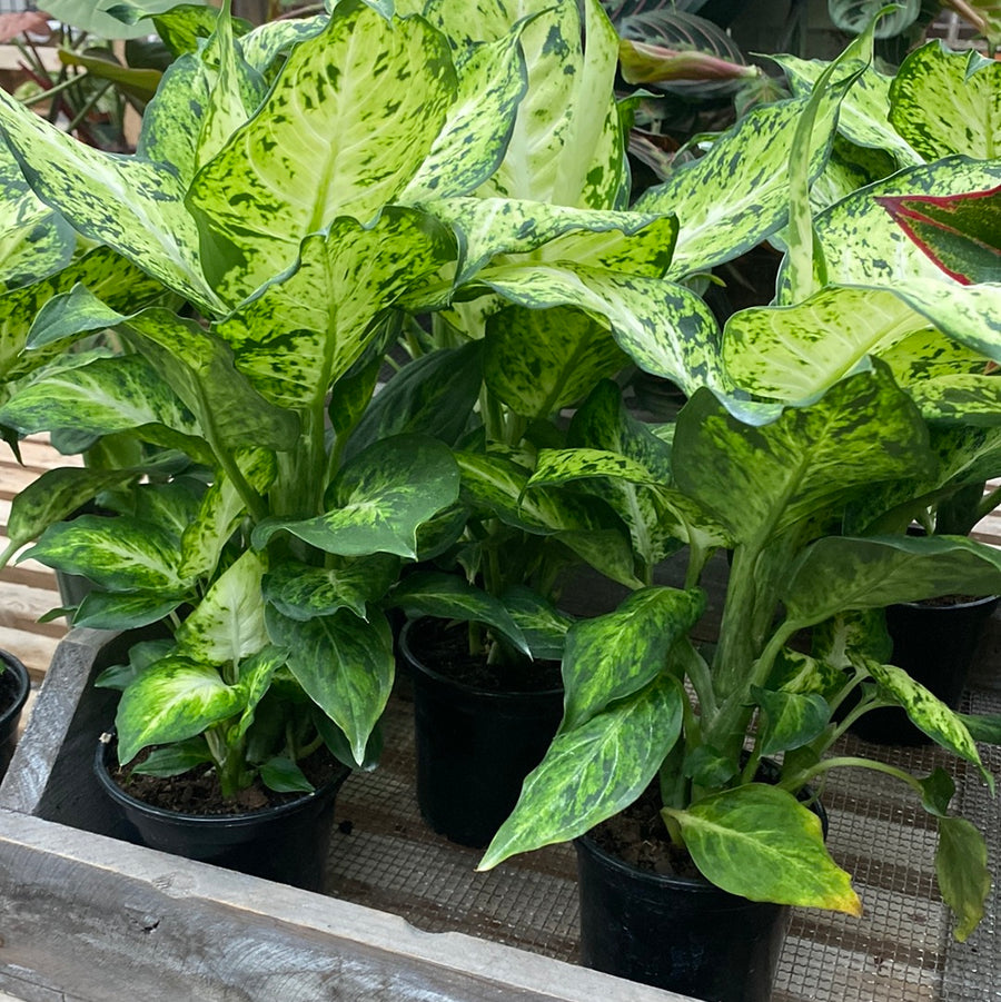 Dieffenbachia 4"