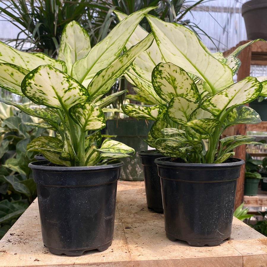 Dieffenbachia 4"