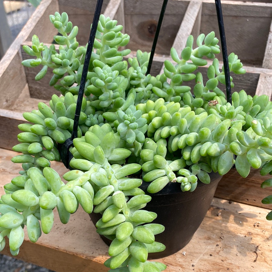 Donkey Tail Succulent Hanging Basket 6"