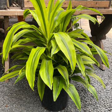 Dracaena Kristi 10"