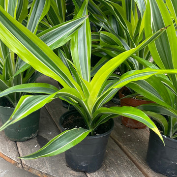 Dracaena Lemon Lime 4"