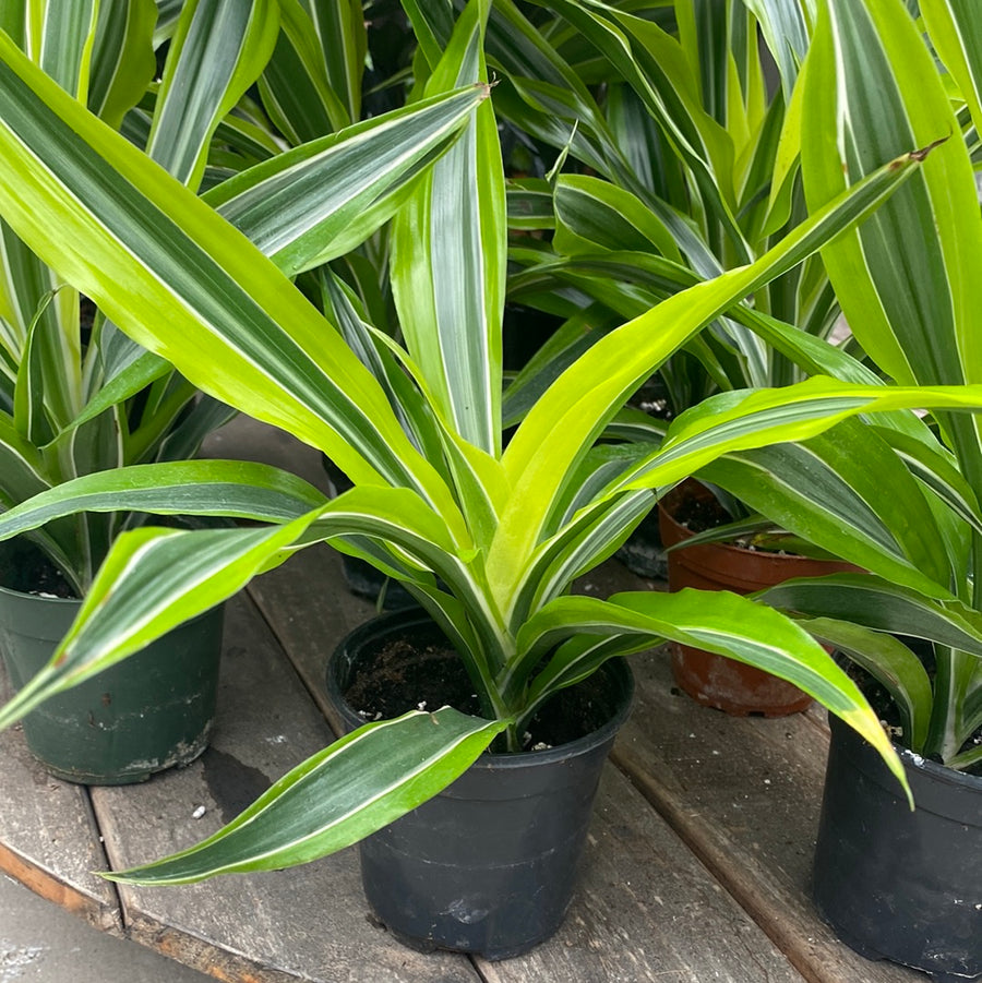 Dracaena Lemon Lime 4"