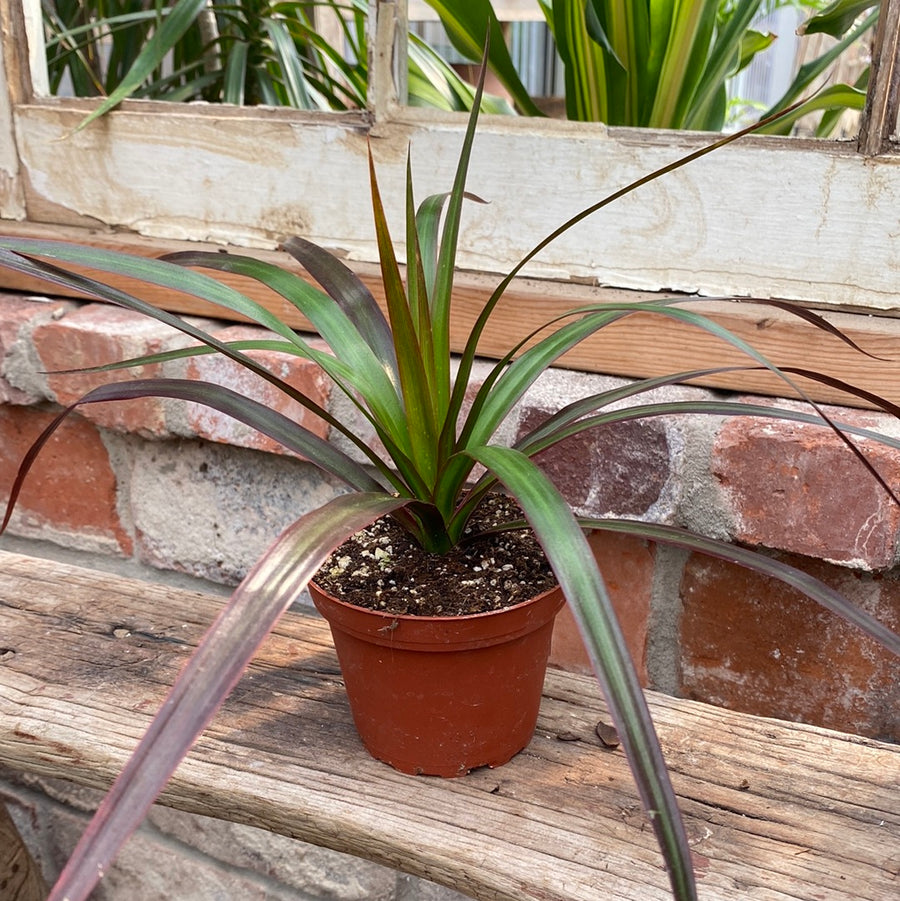 Dracaena Marginata Magenta 4"