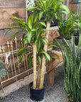 Dracaena Mass Cane 10"