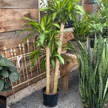 Dracaena Mass Cane 10"