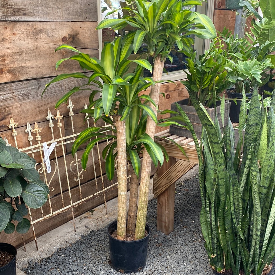 Dracaena Mass Cane 10"