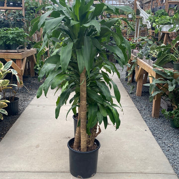 Dracaena Mass Cane 12"