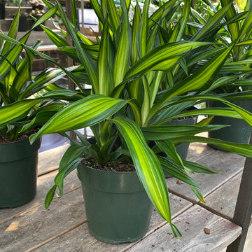 Dracaena Rikki 6"